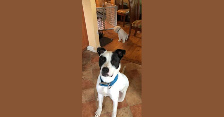 Wolfie, an American Pit Bull Terrier and Australian Shepherd mix tested with EmbarkVet.com