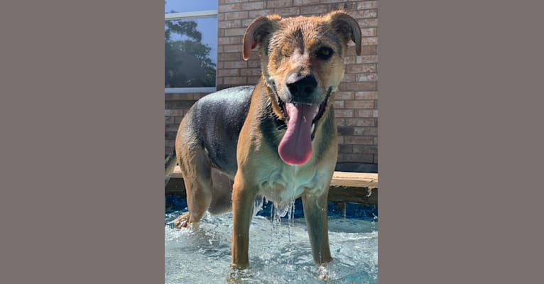 Photo of Fetty, a German Shepherd Dog and American Pit Bull Terrier mix in Texas, USA