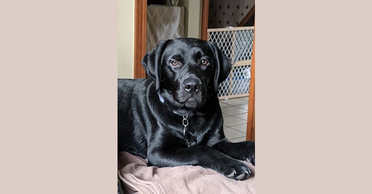 Kodiak, a Labrador Retriever tested with EmbarkVet.com