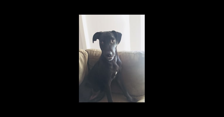 Coco, a Labrador Retriever and Bulldog mix tested with EmbarkVet.com