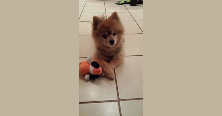 Zeke, a Pomeranian tested with EmbarkVet.com