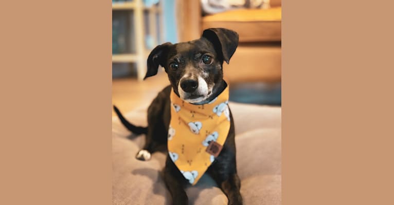 Mister Bo, a German Shorthaired Pointer and Chihuahua mix tested with EmbarkVet.com