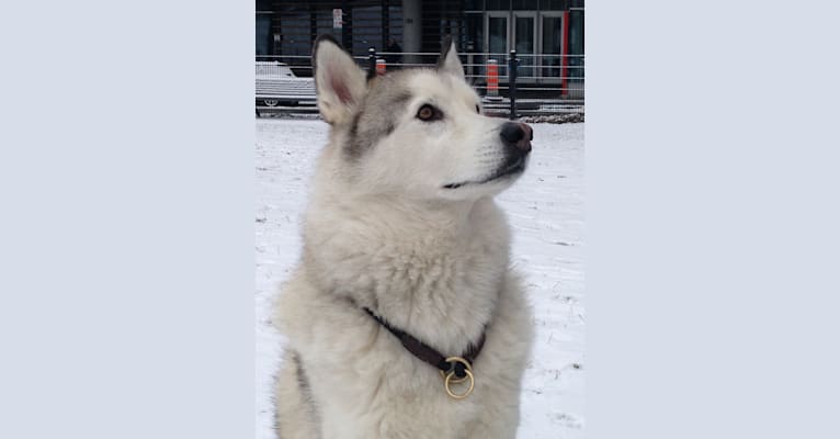 Luke, a Siberian Husky and Alaskan Malamute mix tested with EmbarkVet.com