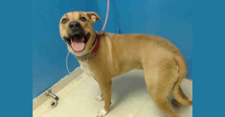 Photo of Ferb, an American Pit Bull Terrier, German Shepherd Dog, and Mixed mix in New York, USA