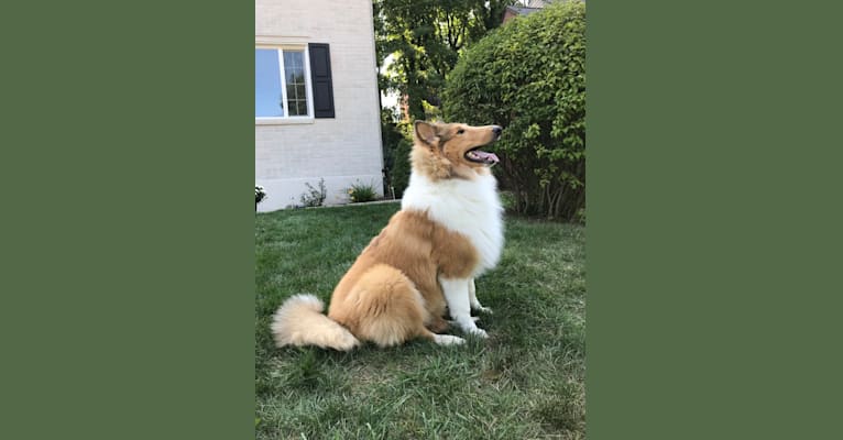 Photo of Laddie, a Collie  in Danville, PA, USA