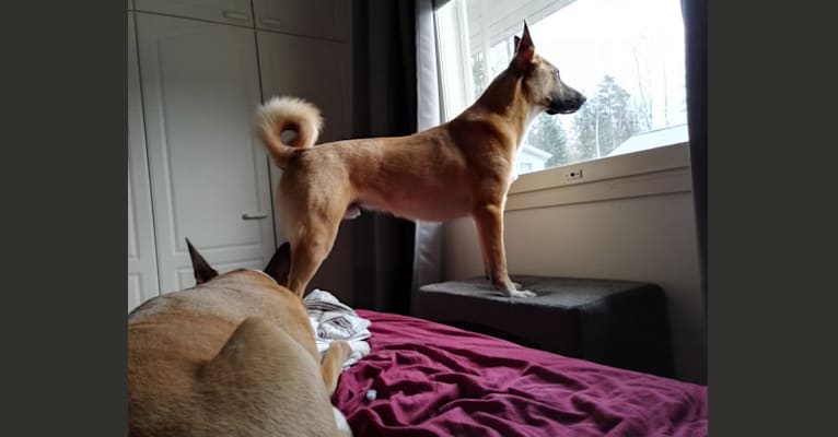 Kelmi, an Eastern European Village Dog and German Shepherd Dog mix tested with EmbarkVet.com