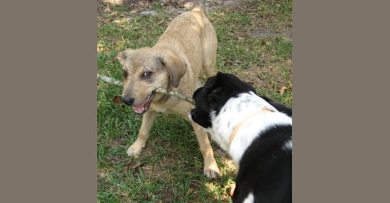 Chase, an American Pit Bull Terrier and Great Pyrenees mix tested with EmbarkVet.com