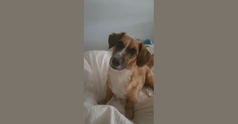 Nash, a Russell-type Terrier and Beagle mix tested with EmbarkVet.com