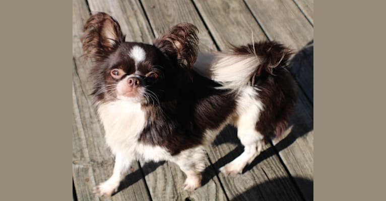Titus, a Chihuahua and Japanese Chin mix tested with EmbarkVet.com