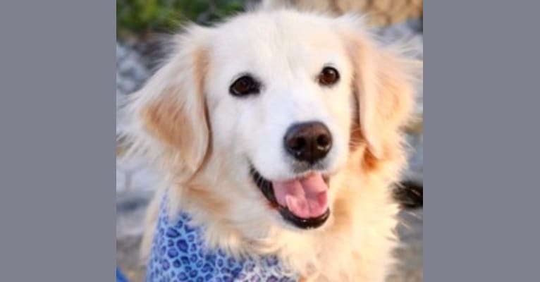 Gracie, a Golden Retriever and East Asian Village Dog mix tested with EmbarkVet.com