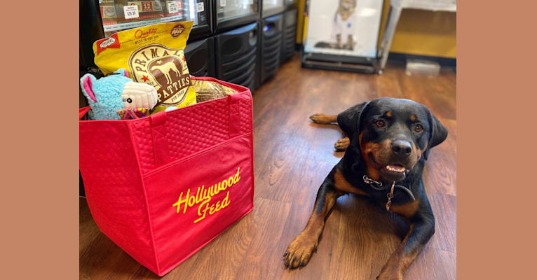 Hershey's, a Rottweiler tested with EmbarkVet.com