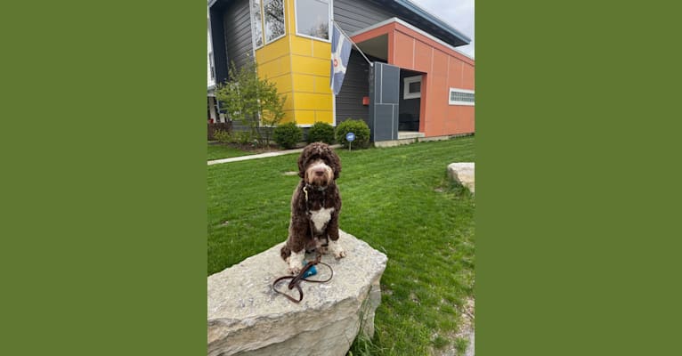 Bolo, an English Springer Spaniel and Poodle (Standard) mix tested with EmbarkVet.com