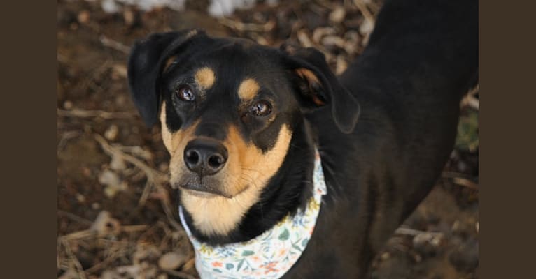 Stella, an Australian Shepherd and Black and Tan Coonhound mix tested with EmbarkVet.com