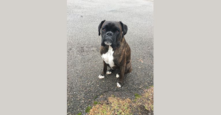 Murray, a Boxer tested with EmbarkVet.com