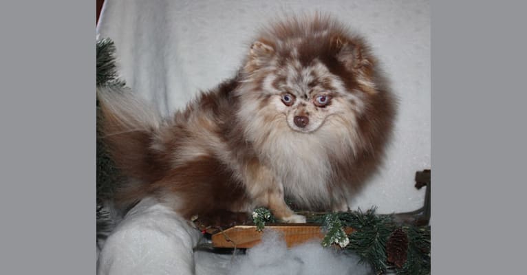 Buster, a Pomeranian tested with EmbarkVet.com