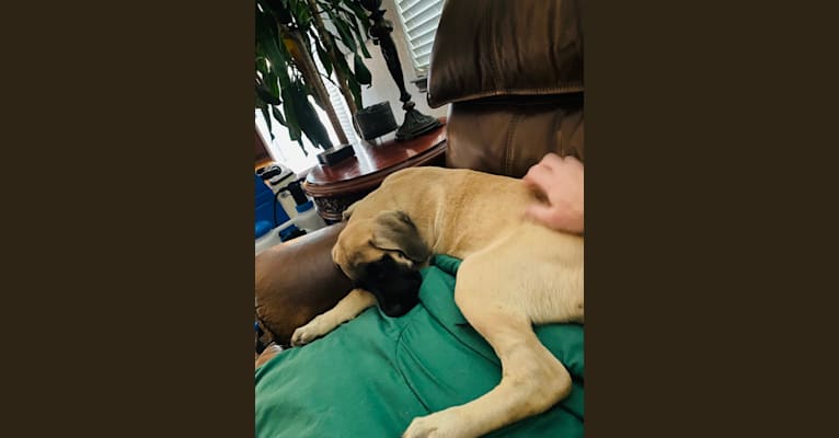 Calliope “Pup Pup” Johnson, a Mastiff tested with EmbarkVet.com