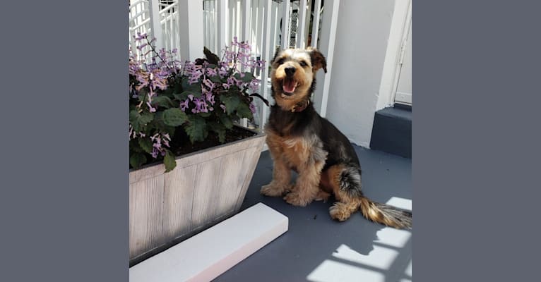 Picasso Dali Jauregui, a Yorkshire Terrier and Dachshund mix tested with EmbarkVet.com