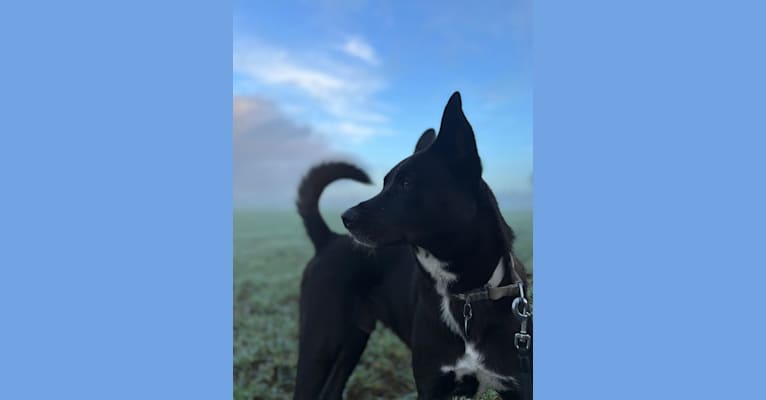 Misha, a Canaan Dog tested with EmbarkVet.com
