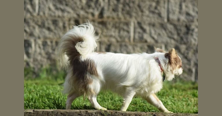 Meena, a Chihuahua tested with EmbarkVet.com
