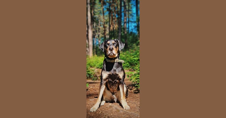 Romeo, a Labrador Retriever and Siberian Husky mix tested with EmbarkVet.com