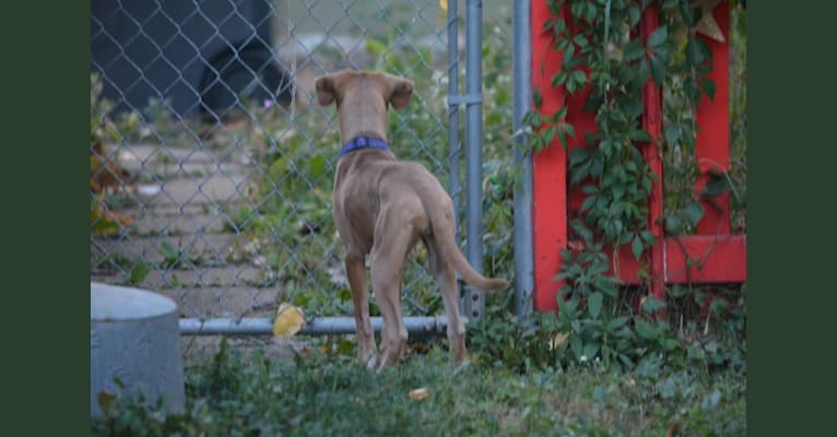 Lila, an American Pit Bull Terrier and Labrador Retriever mix tested with EmbarkVet.com