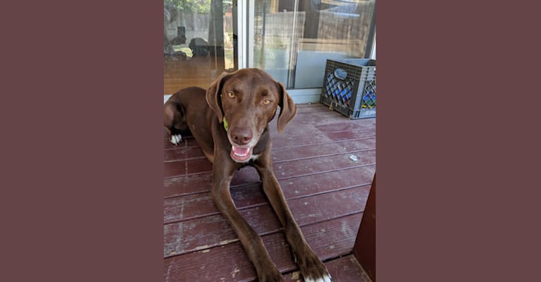 Vizsla cross border collie sales