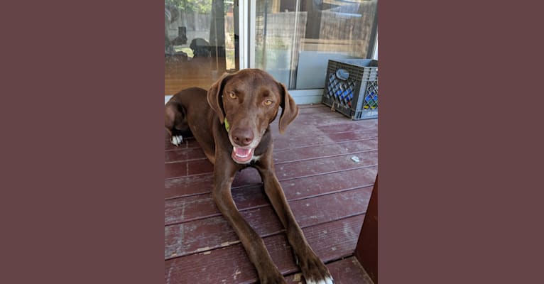 Snax, a Border Collie and Vizsla mix tested with EmbarkVet.com