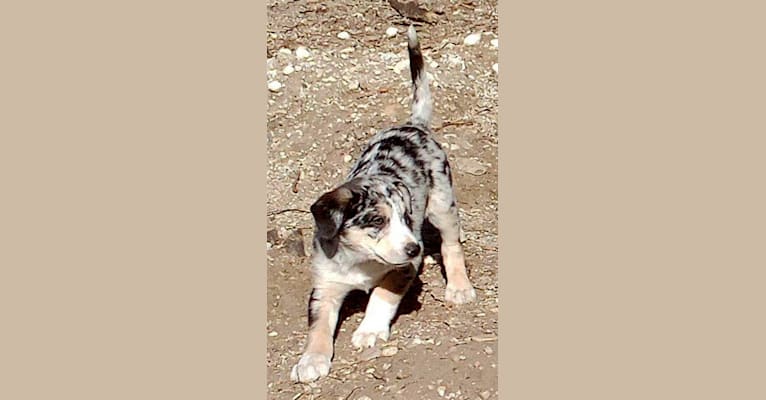 IronEye Pancho, a Border Collie and Catahoula Leopard Dog mix tested with EmbarkVet.com