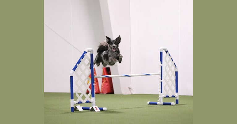 Oreo, a Rottweiler and Keeshond mix tested with EmbarkVet.com