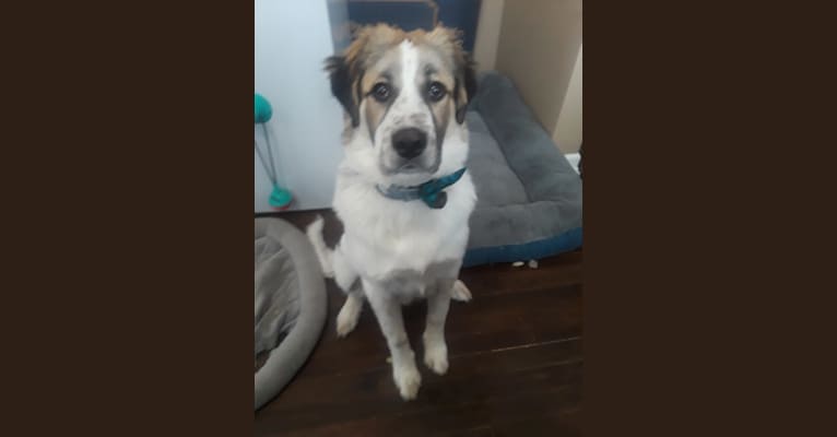 Argus, a Great Pyrenees and Boxer mix tested with EmbarkVet.com