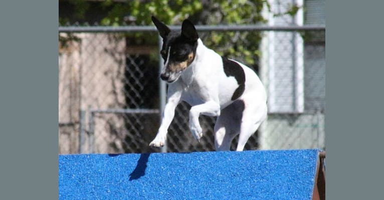 Pi, a Rat Terrier and American Pit Bull Terrier mix tested with EmbarkVet.com