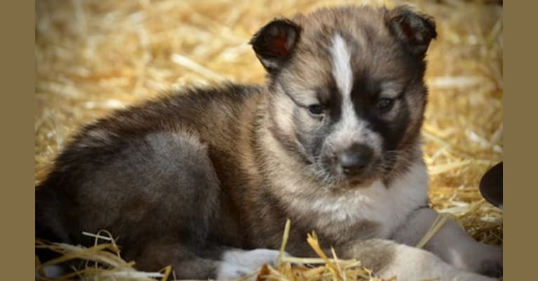 Lady Elaine, a German Shepherd Dog and Alaskan Malamute mix tested with EmbarkVet.com