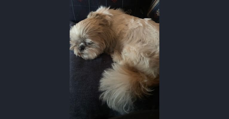Lucy, a Shih Tzu tested with EmbarkVet.com