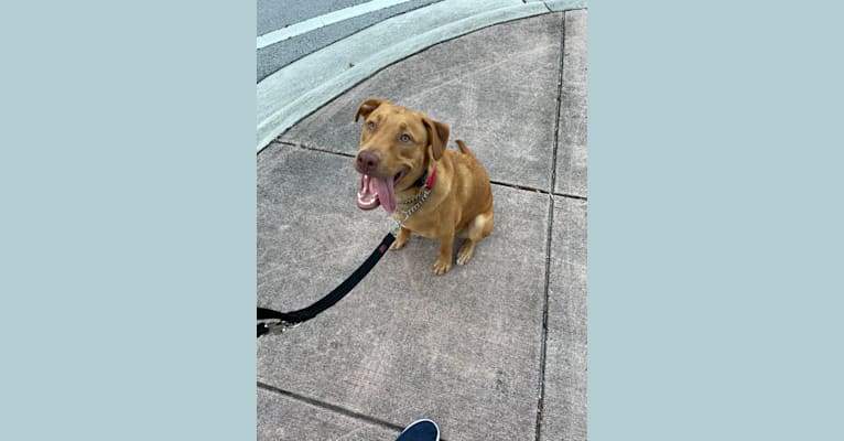 Milo, an American Pit Bull Terrier and Rottweiler mix tested with EmbarkVet.com