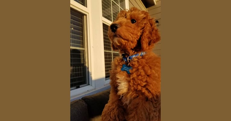 Moses, a Goldendoodle tested with EmbarkVet.com