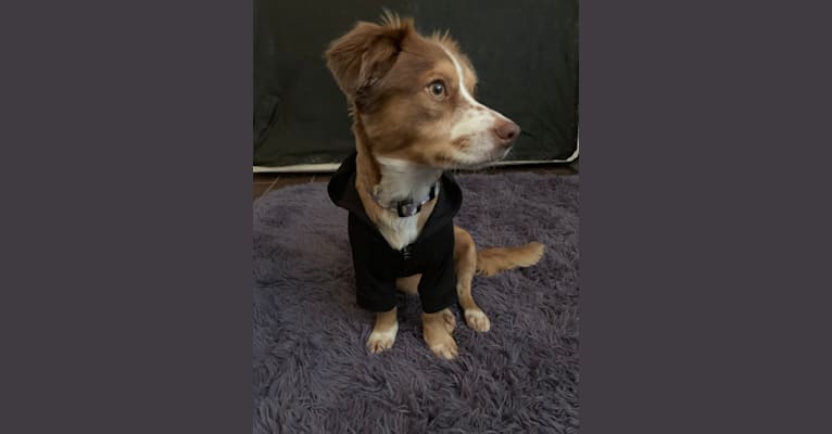 Nova, a Chihuahua and Rat Terrier mix tested with EmbarkVet.com