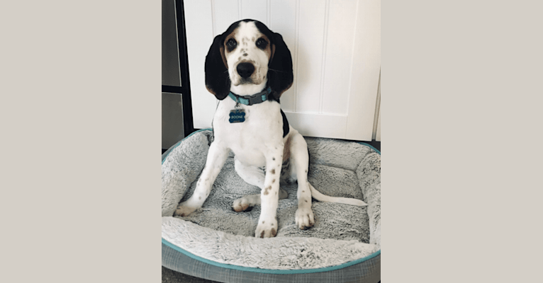 Boone, an American English Coonhound tested with EmbarkVet.com