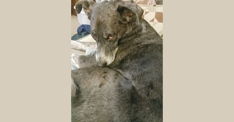 Photo of Cleo, a Great Dane, German Shepherd Dog, and Golden Retriever mix in Rosenberg, Texas, USA
