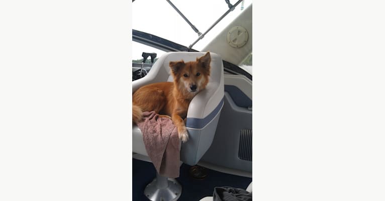 Lucy, a Beagle and German Shepherd Dog mix tested with EmbarkVet.com
