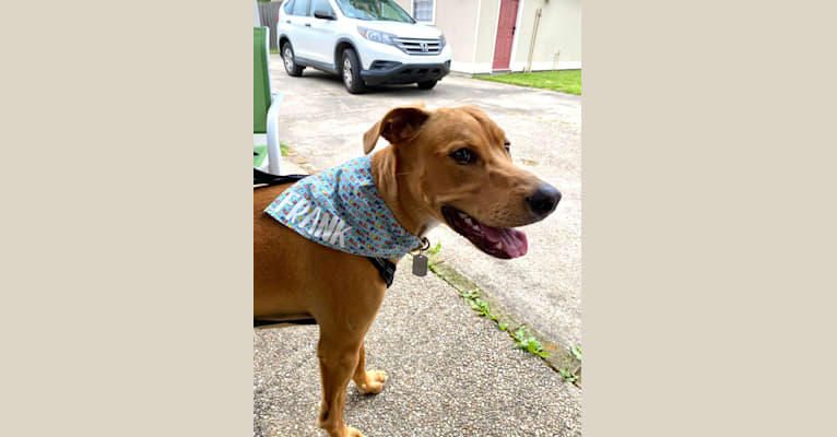 Photo of Frank, an American Pit Bull Terrier, Catahoula Leopard Dog, and Mixed mix in Prairieville, Louisiana, USA