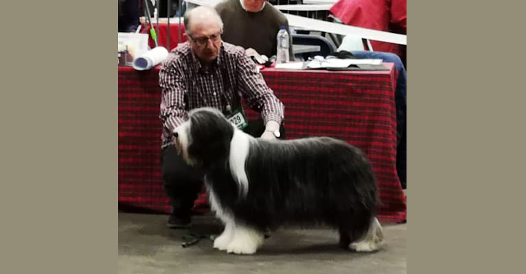 Braemoor's Fabulous Fennela at Winaria (Ellie), a Bearded Collie tested with EmbarkVet.com