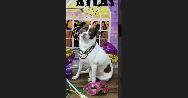 Photo of Atlas, a Chihuahua, Shih Tzu, Miniature/MAS-type Australian Shepherd, and Mixed mix