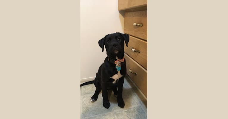 embark dog dna test breed