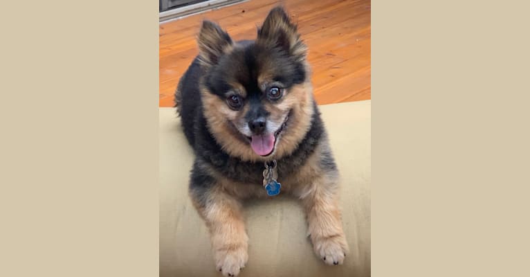 Photo of Bear, a Pomeranian, Yorkshire Terrier, and Chihuahua mix in Riverwoods, Illinois, USA