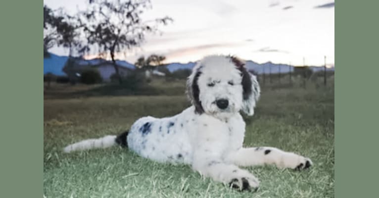 Photo of Poppet, an Old English Sheepdog, Poodle (Standard), and Saint Bernard mix in Albuquerque, New Mexico, USA