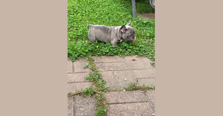 Nardo, a French Bulldog tested with EmbarkVet.com