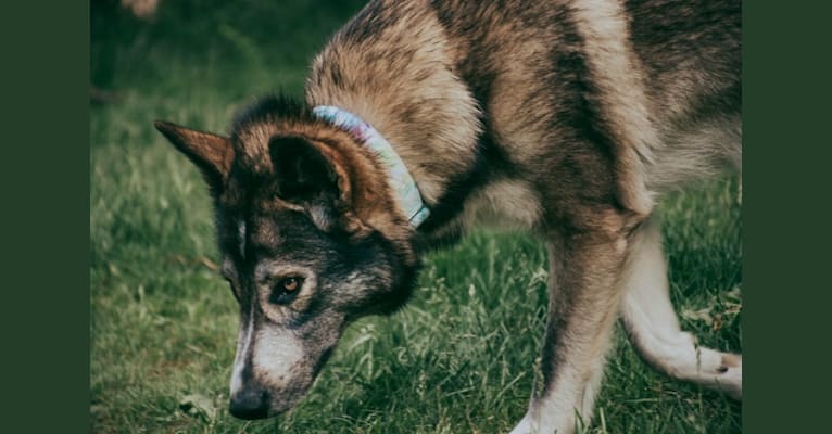 Shyla, a German Shepherd Dog and Samoyed mix tested with EmbarkVet.com