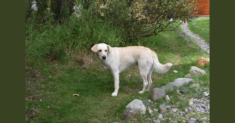 Winter, a Labrador Retriever and German Shepherd Dog mix tested with EmbarkVet.com