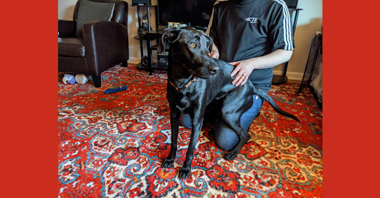 Photo of Ruben, a Mountain Cur, Labrador Retriever, and Beagle mix in Alabama, USA