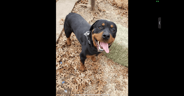 Photo of Grayce Hiza, a Rottweiler  in Gainesville, TX, USA